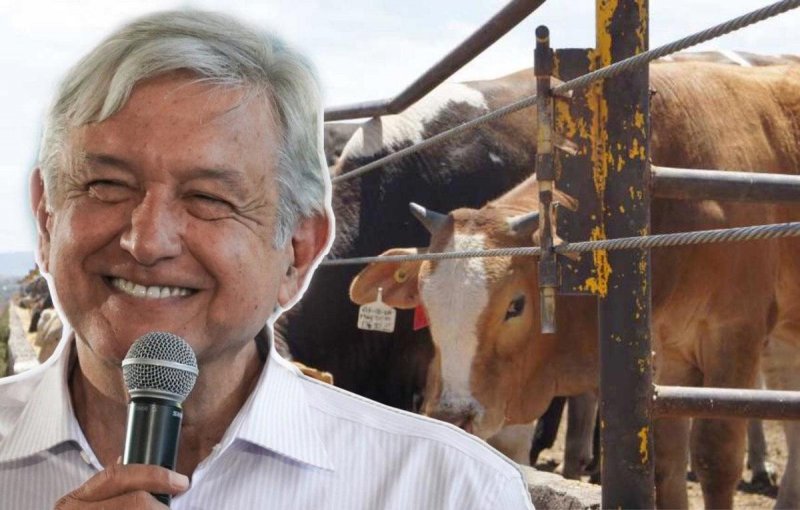 4T logra ACUERDO para que GANADEROS zacatecanos EXPORTEN carne a China