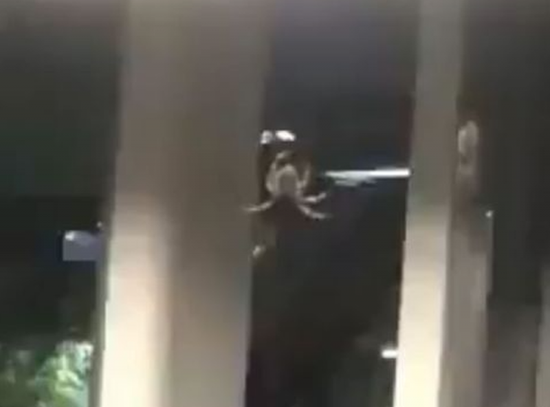 Esto fue lo que pasó con la araña GIGANTE encontrada en el metro