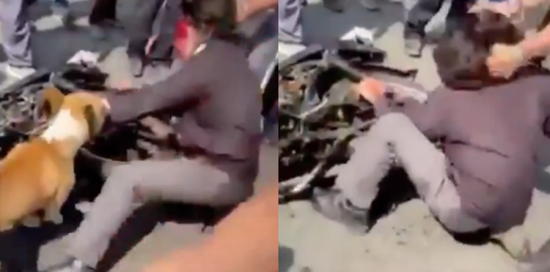 Video de perrito que se une a tunda a un ratero se viraliza en redes; sujeto quería robar un celular