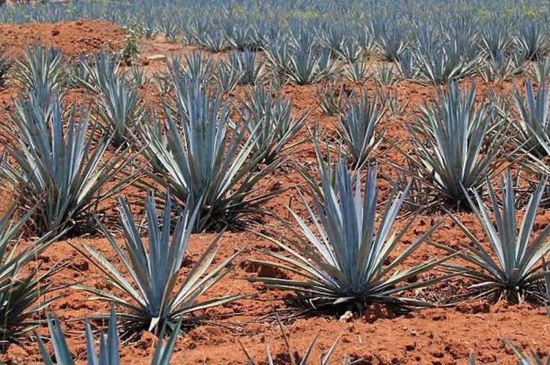 Jalisco, pobreza y medianía 
