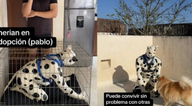  Dan en adopción a hombre de 42 años que se identifica como Therian dálmata