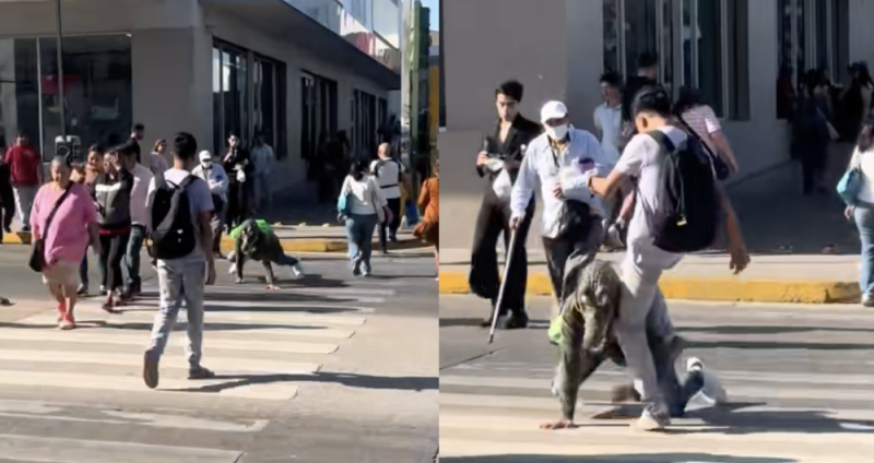 Joven PATEA a un therian cocodrilo que se arrastraba en calles de Tampico