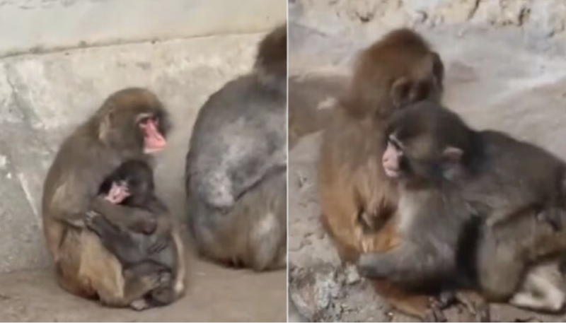 Por fin un mono adulto abrazó al bebé Punch (VIDEO)