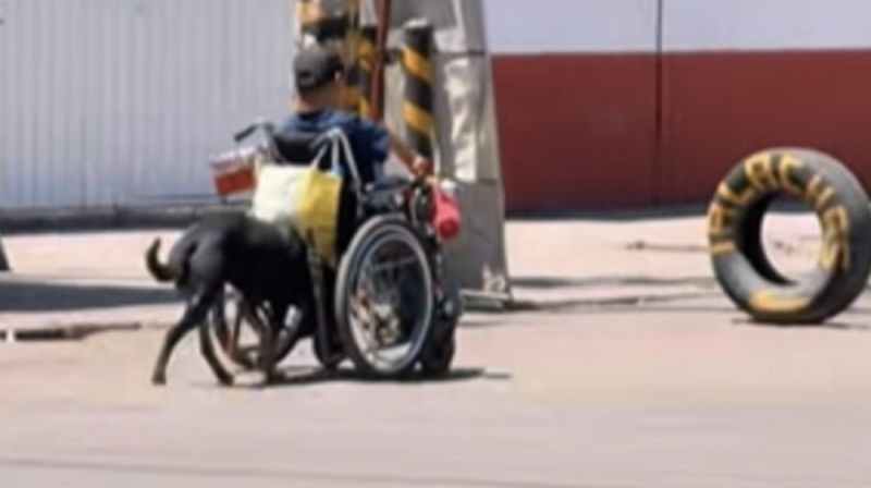  Perrito conmueve las redes al empujar silla de ruedas de su dueño para ayudarlo a vender dulces