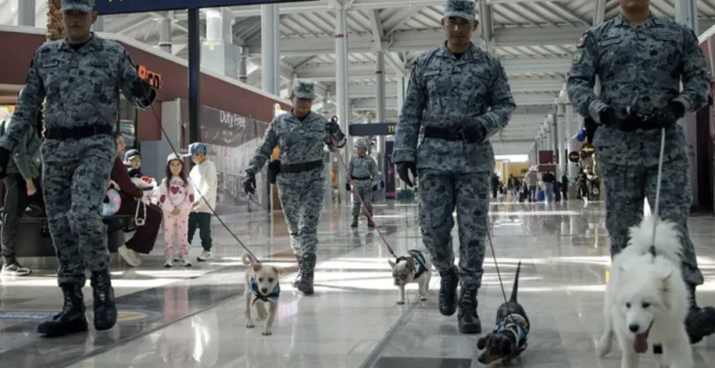 Viajar sin estrés: AIFA incorpora perros de apoyo emocional en sus instalaciones