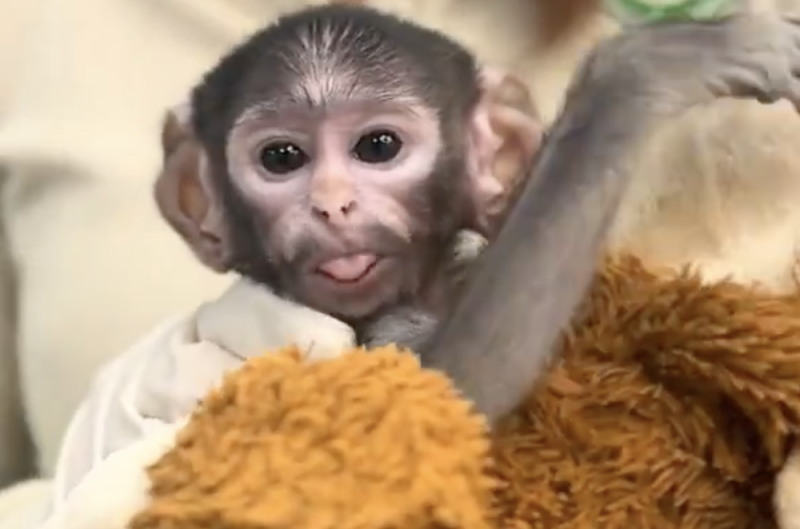 Nace Yuji, el “Punch Tapatío”, que está conmoviendo a todos en el Zoológico de Guadalajara