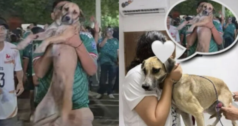 Perrita llevaba un mes desaparecida y la encontraron en una transmisión en vivo de los festejos
