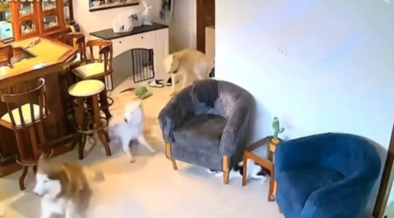 Cámaras captan REACCIÓN de perros y gatitos solos en casa durante terremoto en Venezuela