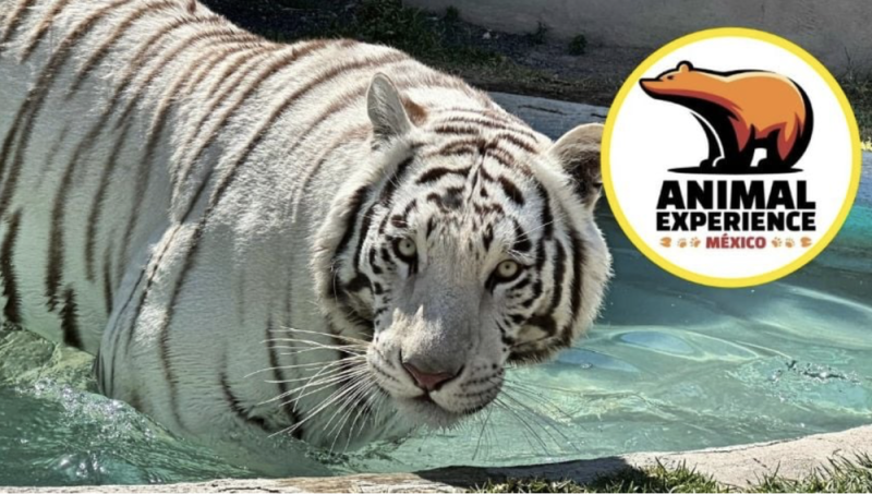publicaciones/¿Qué se sabe de Animal Experience México? El lugar del que escapó el tigre Kenzo en Edomex