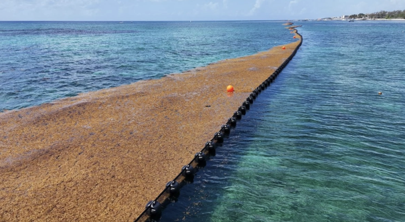 En Playa del Carmen instalan cinco kilómetros de barrera anti sargazo para preservar el turismo