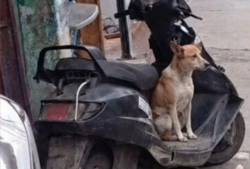 Perrito lleva 8 MESES esperando en las MOTOS a su dueño que murió inesperadamente