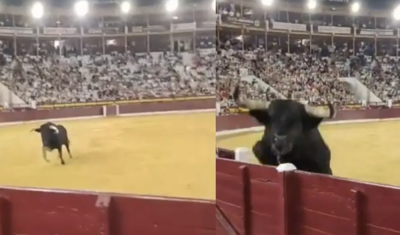Un toro se brinca la barrera de protección y desata el caos en plaza de Murcia
