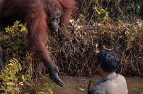 Orangután salva a hombre que se encontraba en aguas llenas de serpientes. 