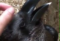 ¿Es un cuervo o un conejo? El video que ha vuelto loco a internet. 