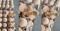 VIDEO: Pollito ROMPE su CASCARÓN antes de ser vendido como HUEVO