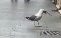 VIDEO: Captan a GAVIOTA devorándose a una RATA 