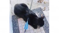 Gatita regresa a su casa con una flecha atravesada en el lomo, genera indignación en el país. 