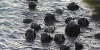 Manada de delfines se acurruca y hace extraño ritual antes de ser sacrificados por cazadores