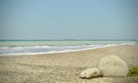 PLAYAS de Veracruz lucen un TURQUESA espectacular SIN TURISTAS