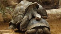 Con 100 años, se jubila Diego “el cachondo”, la tortuga SALVÓ a su especie porque tuvo 800 hijos 