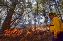 Gobierno de AMLO redujo significativamente el presupuesto para combate a incendios