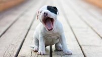 Mujer hervía vivos a cachorros y hacía que sus hijos vieran el horrendo acto.