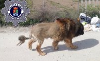 Vecinos se espantan por la presencia de un león n su vecindario, pero realmente era un perro