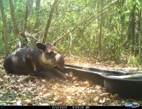 Ante sequía, colocan bebederos en reserva de Calakmul y están dando excelentes resultados.
