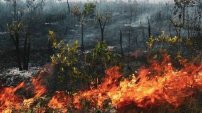 Bolsonaro quiere hacer negocio con zonas devastadas de la Amazonia: minería y agronegocios