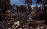Tras incendio en Bosque de la Primavera encuentran animales sobrevivientes (VIDEO) 