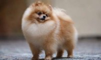 Detienen a sujeto por intentar robarse esta perrita con valor de 20 mil pesos