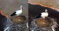 Cigüeña se queda en medio de incendio para proteger sus huevos
