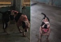 Pitbull que mató a ladrón es regresado a sus dueños