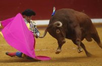 Corridas de toros y peleas de gallos quedan estrictamente prohibidas en Quintana Roo