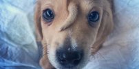 Perro 