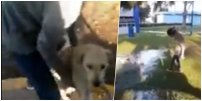 Causa indignación estudiante de Chapingo que maltrató a un perrito callejero y se grabó