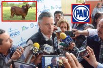 En Tampico, primero un semental de 400 mil pesos y después la seguridad ciudadana