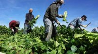 Ni el coronavirus los detiene, campesinos mexicanos en Estados Unidos no paran 