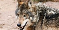 LOBO gris que se creía EXTINTO es visto durante la CUARENTENA