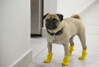 Perrito alivia TENSIÓN de personal médico en hospitales de covid-19 