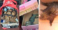 Detienen a 2 por la PORTACIÓN de animales EXÓTICOS en la CDMX