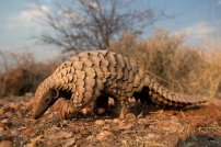 Estudio revela que el PANGOLÍN transmitió el COVID-19 a HUMANOS 