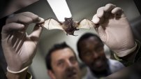 INVESTIGADORES descubren NUEVOS TIPOS de CORONAVIRUS en Murciélagos