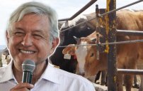 4T logra ACUERDO para que GANADEROS zacatecanos EXPORTEN carne a China