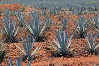Jalisco, pobreza y medianía 